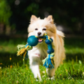 Vet-Informed Formulas